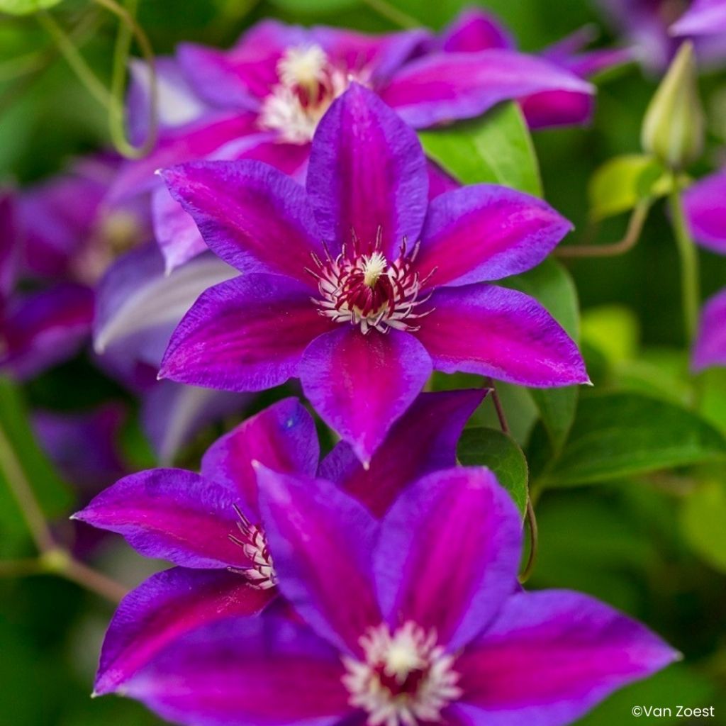Clématite - Clematis Have Fun