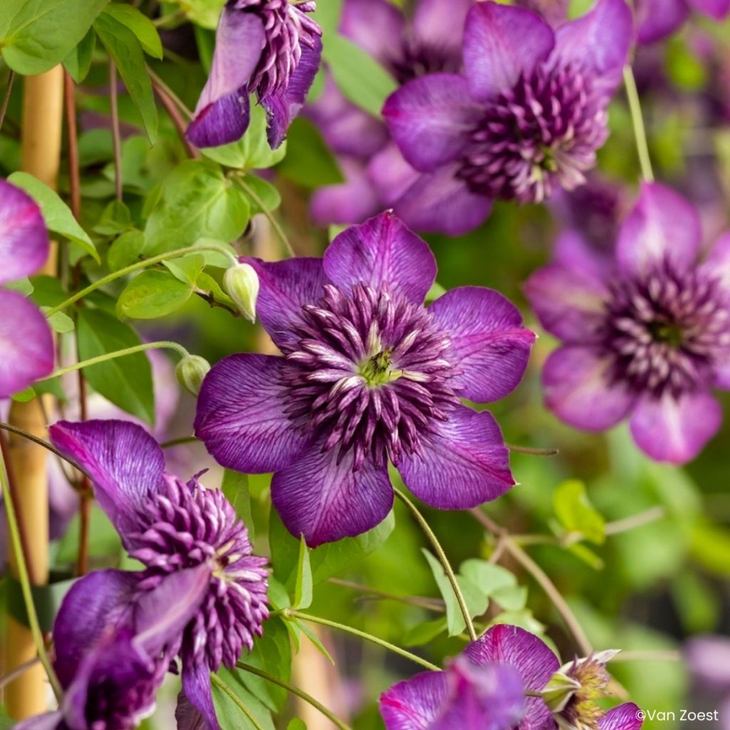 Clématite - Clematis viticella Welcome Home