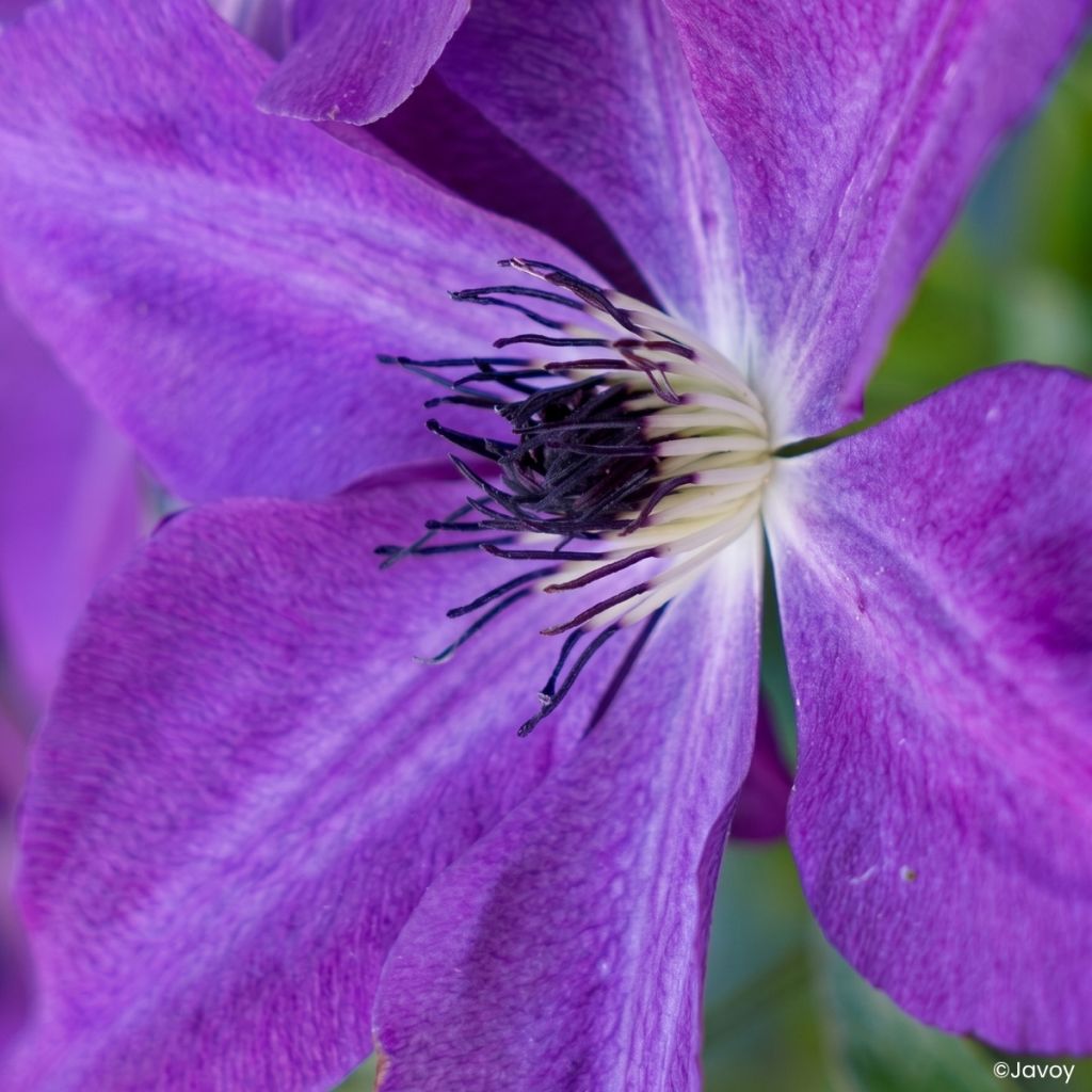 Clématite - Clematis Mont St Michel