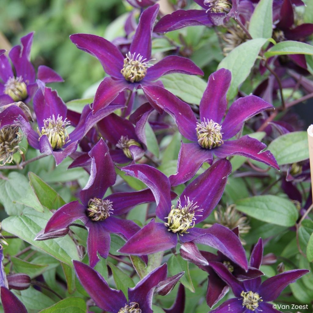 Clématite - Clematis viticella Noora