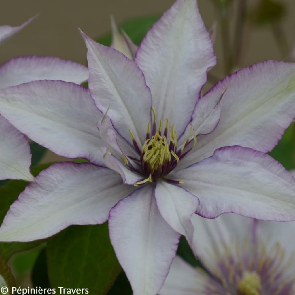 Clématite - Clematis Samaritan Jo 'Evipo075'