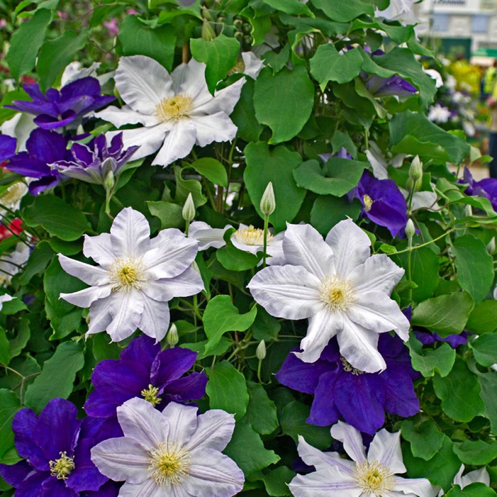 Clématite - Clematis Ice Blue