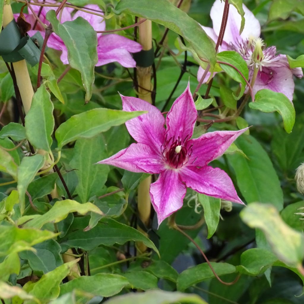 Clématite - Clematis Isabella