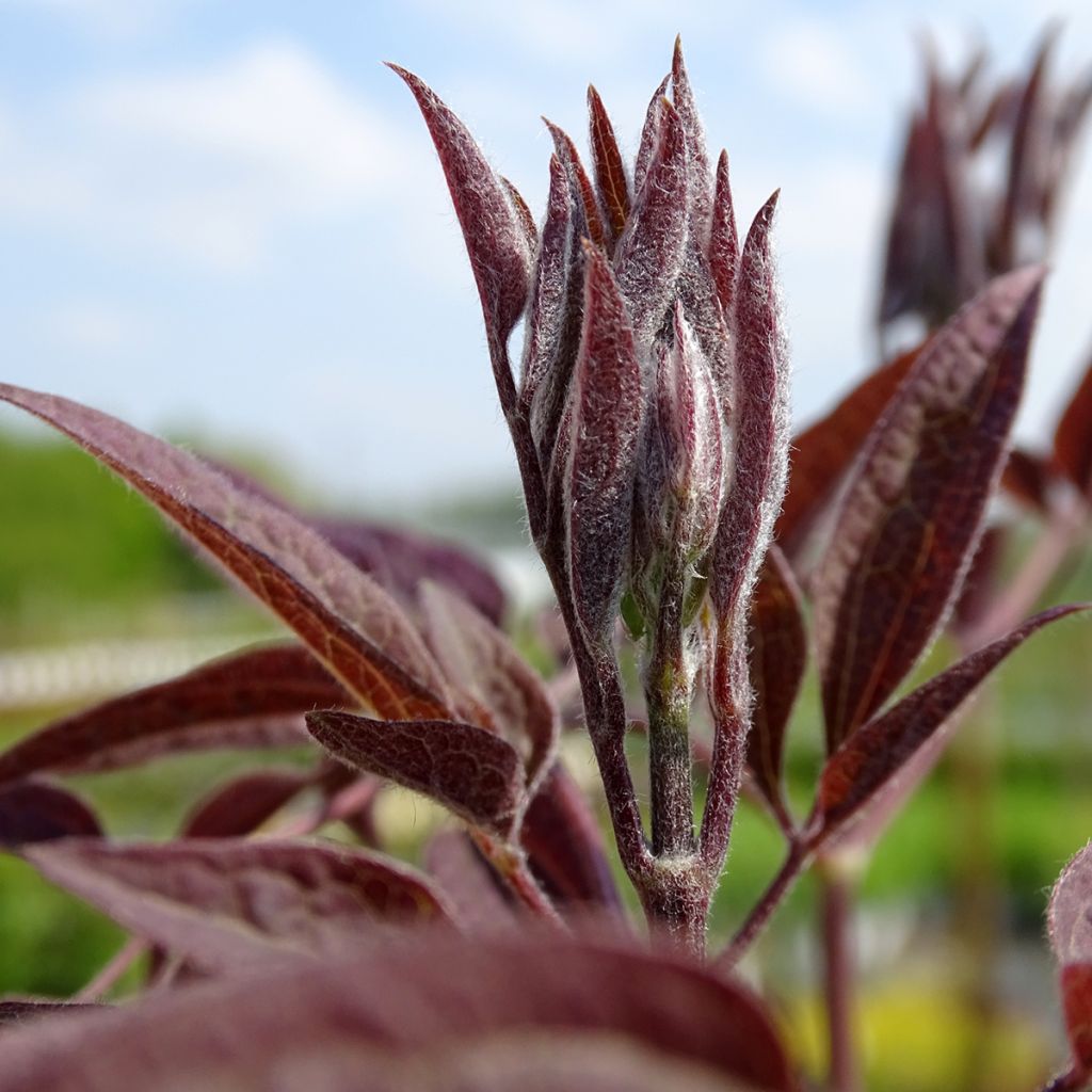 Clématite Herbacée Recta Purpurea