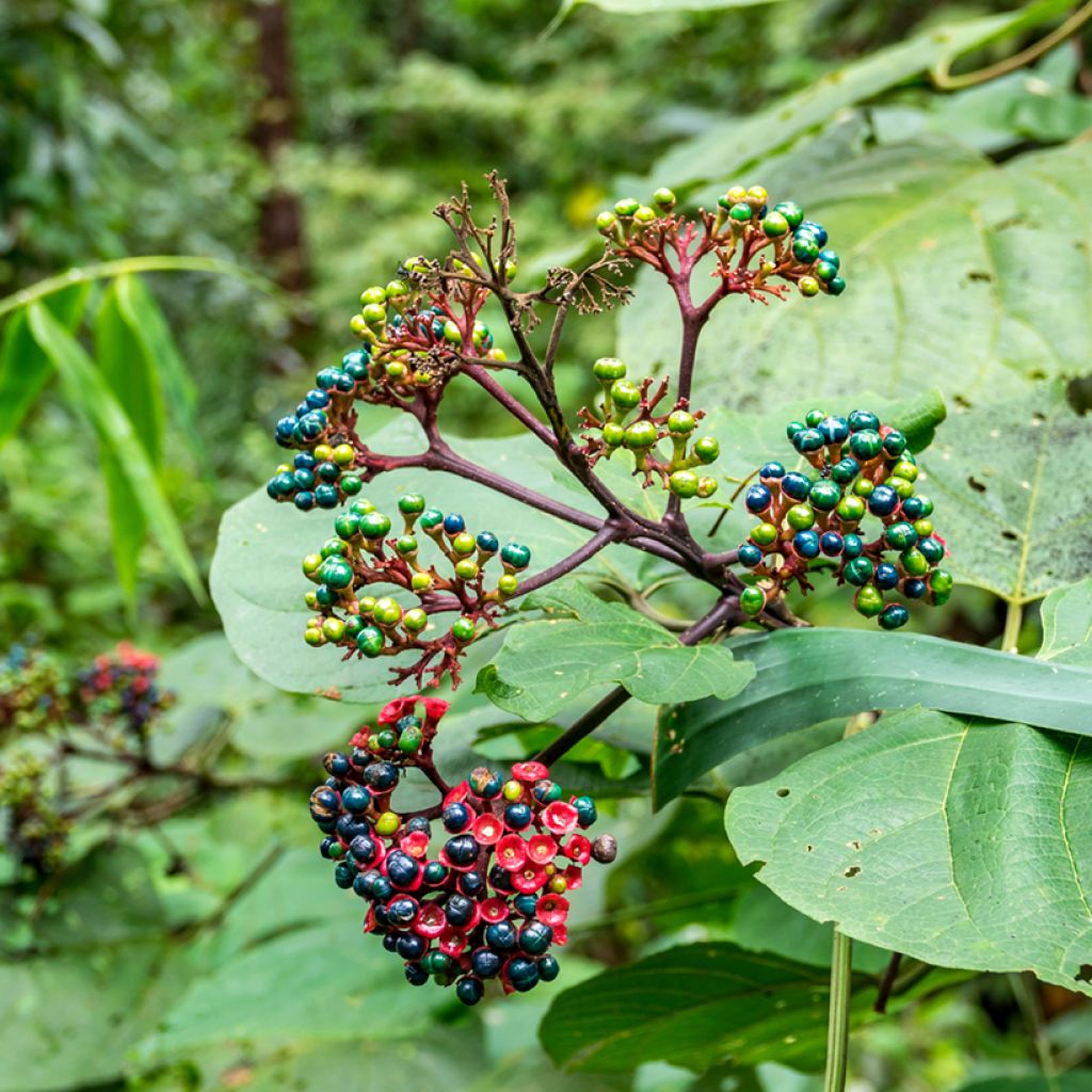 Clerodendrum bungei - Clérodendron de Bunge
