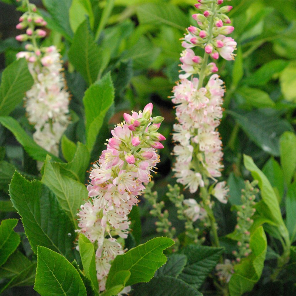 Clethra alnifolia Rosea