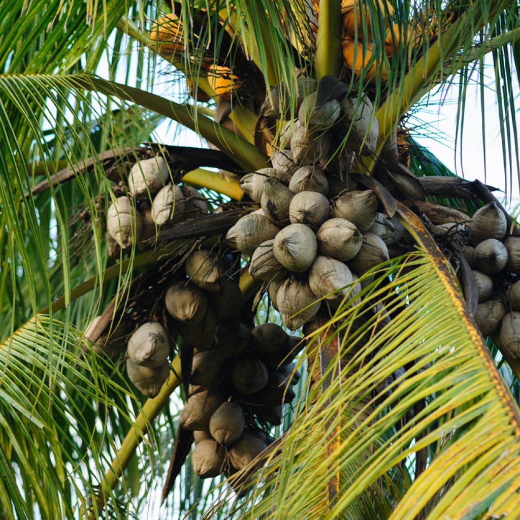 Cocos nucifera - Cocotier