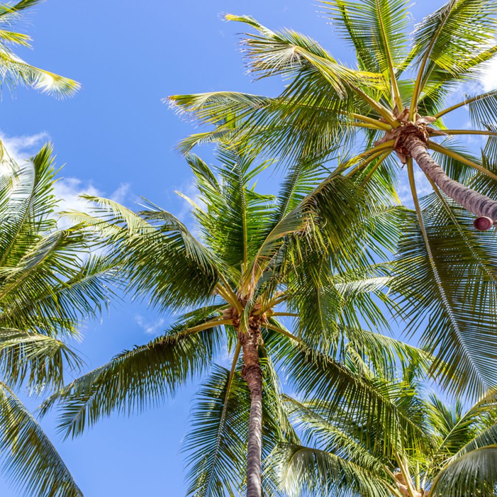 Cocos nucifera - Cocotier