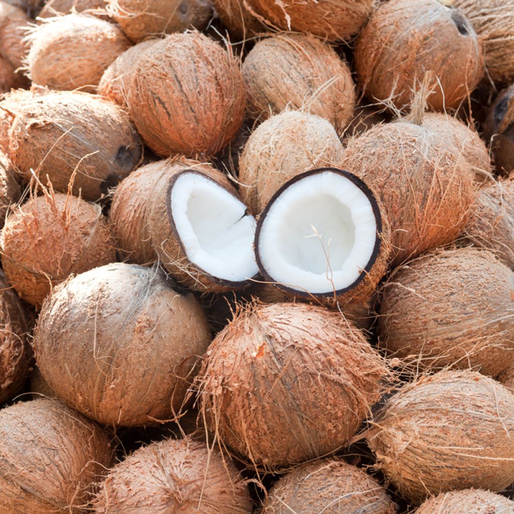 Cocos nucifera - Cocotier