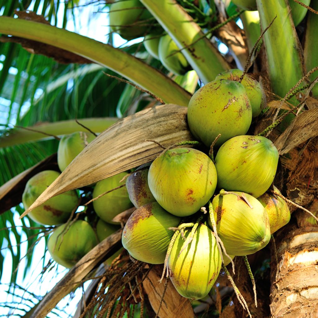 Cocos nucifera - Cocotier