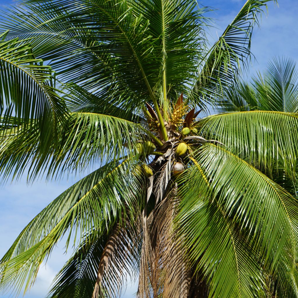 Cocos nucifera - Cocotier