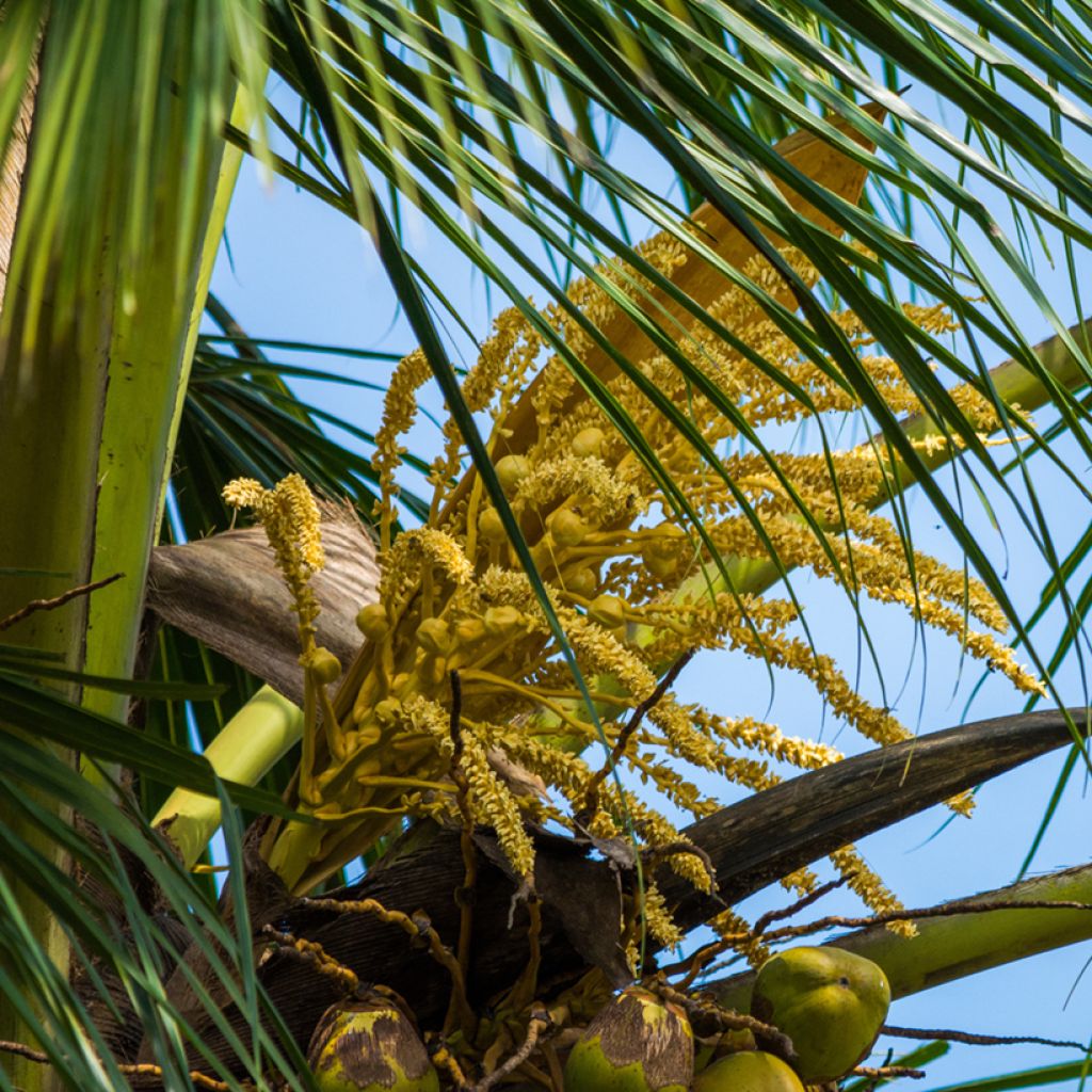 Cocos nucifera - Cocotier