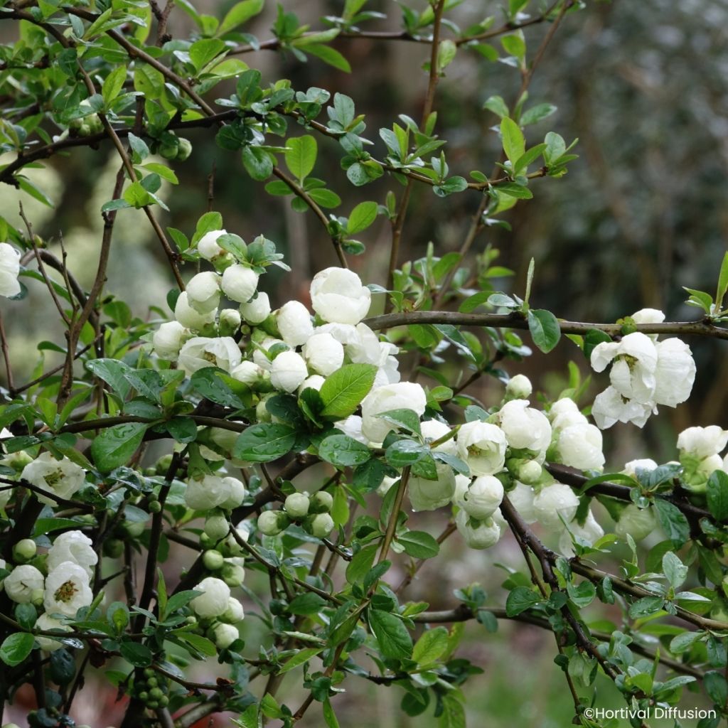 Cognassier du Japon - Chaenomeles speciosa Double Delice Pure
