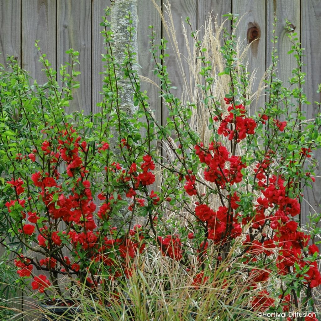Cognassier du Japon - Chaenomeles speciosa Double Delice Rouge Baiser