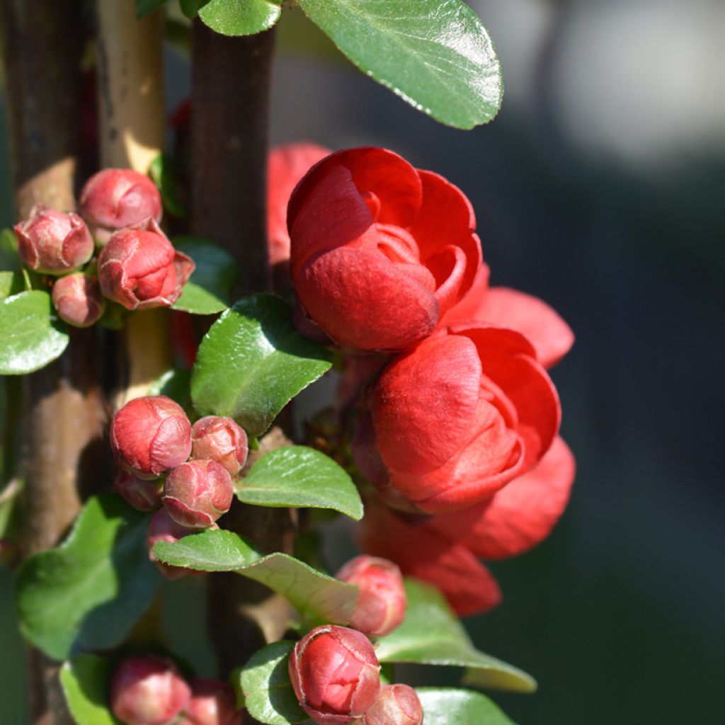 Cognassier du Japon - Chaenomeles speciosa Scarlet Storm  
