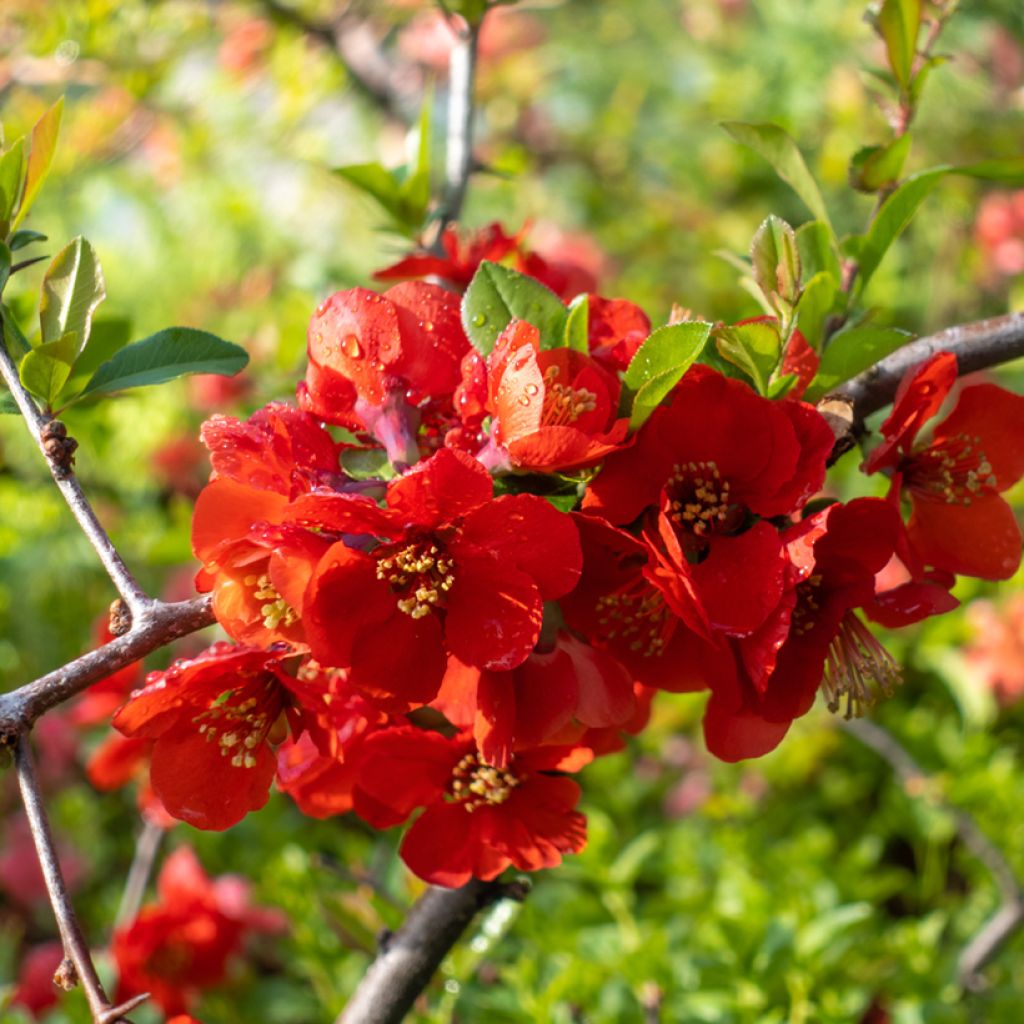 Cognassier du Japon - Chaenomeles x superba Texas Scarlet