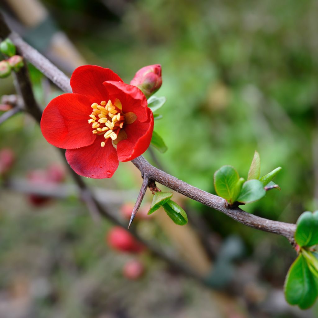 Cognassier du Japon Crimson and Gold - Chaenomeles superba