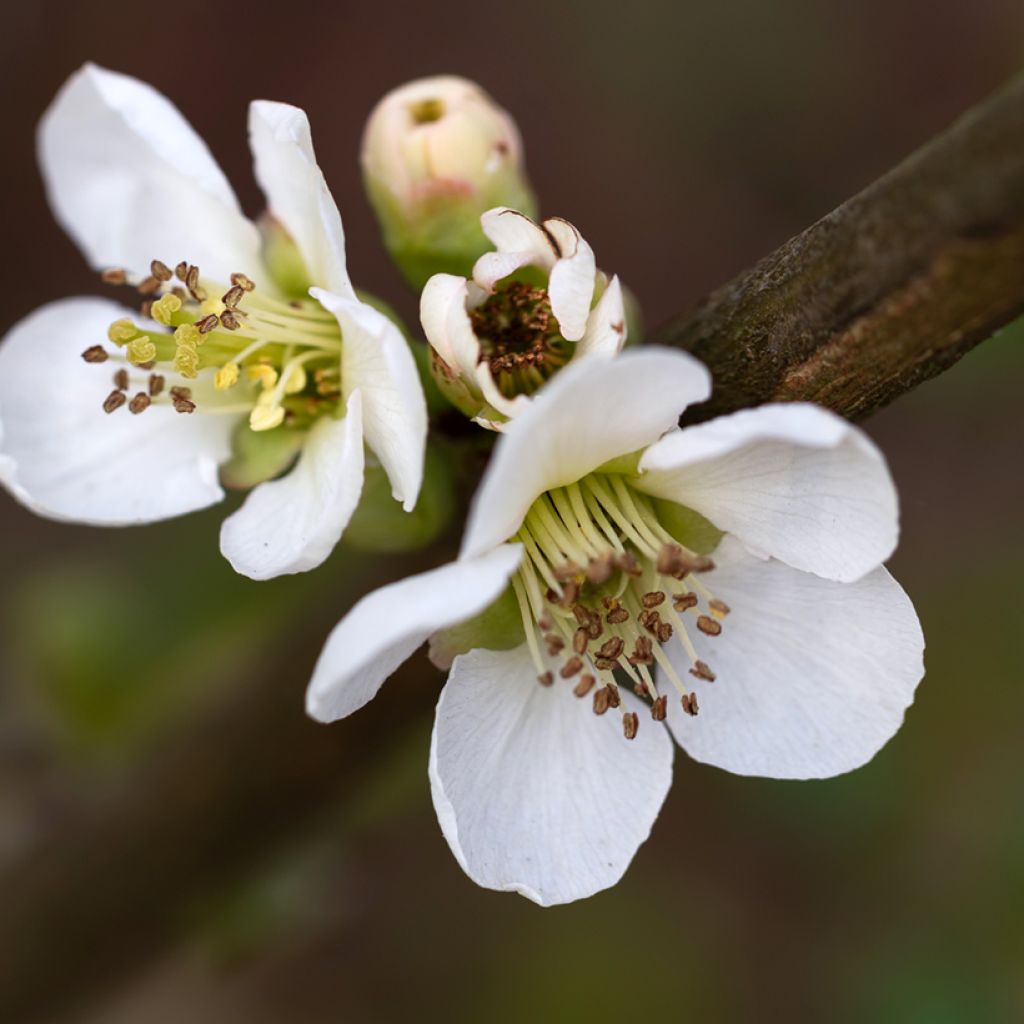 Cognassier du Japon Nivalis - Chaenomeles speciosa 