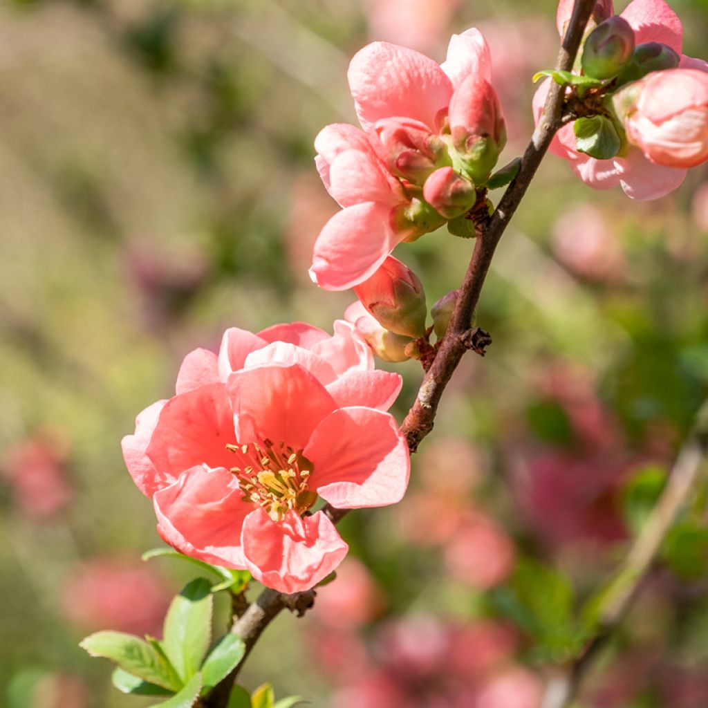 Cognassier du Japon Pink Lady - Chaenomeles superba 