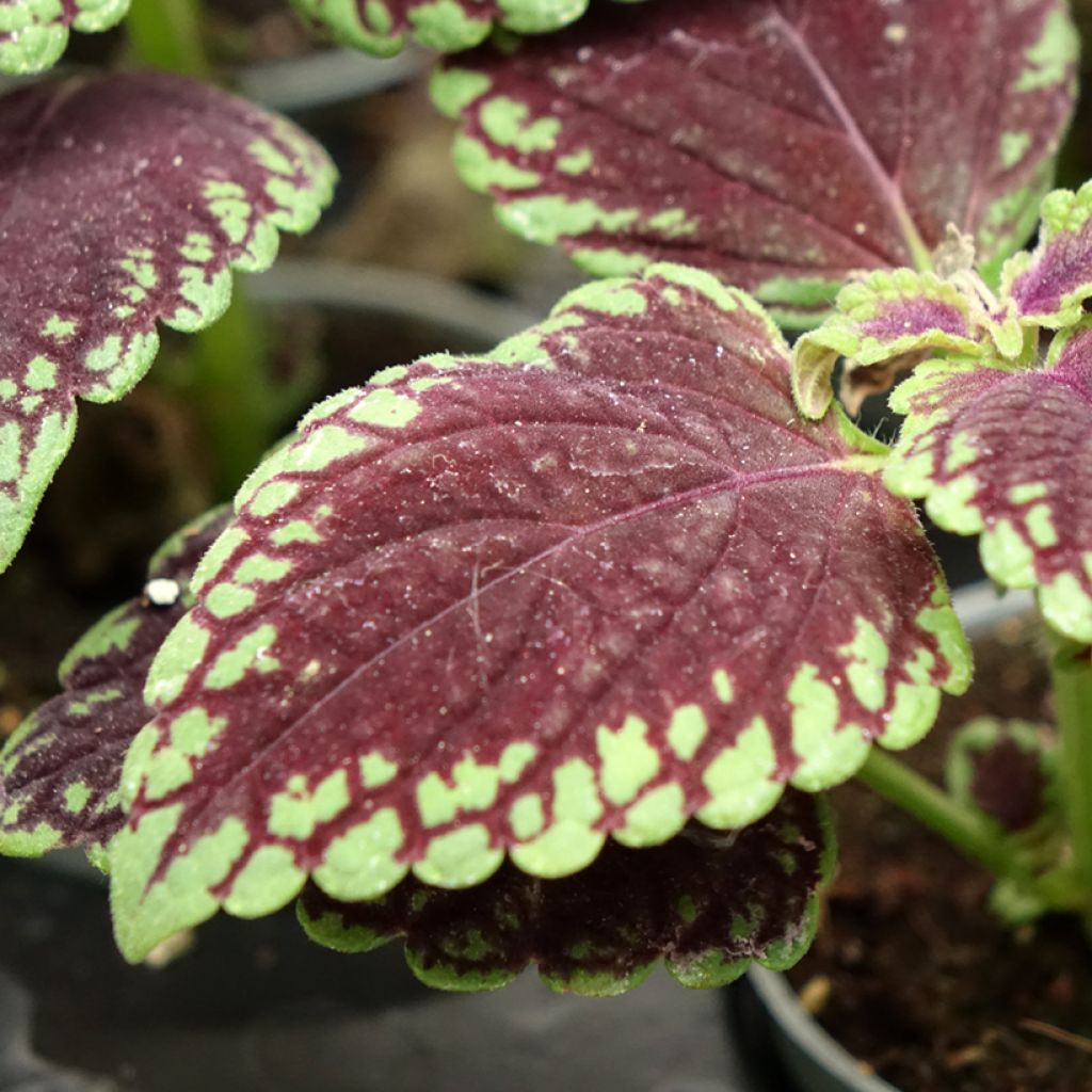 Coleus MS Abbey Road