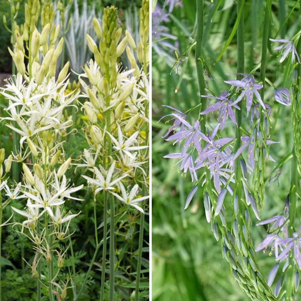 Collection 8 Camassias Blanc et Bleu
