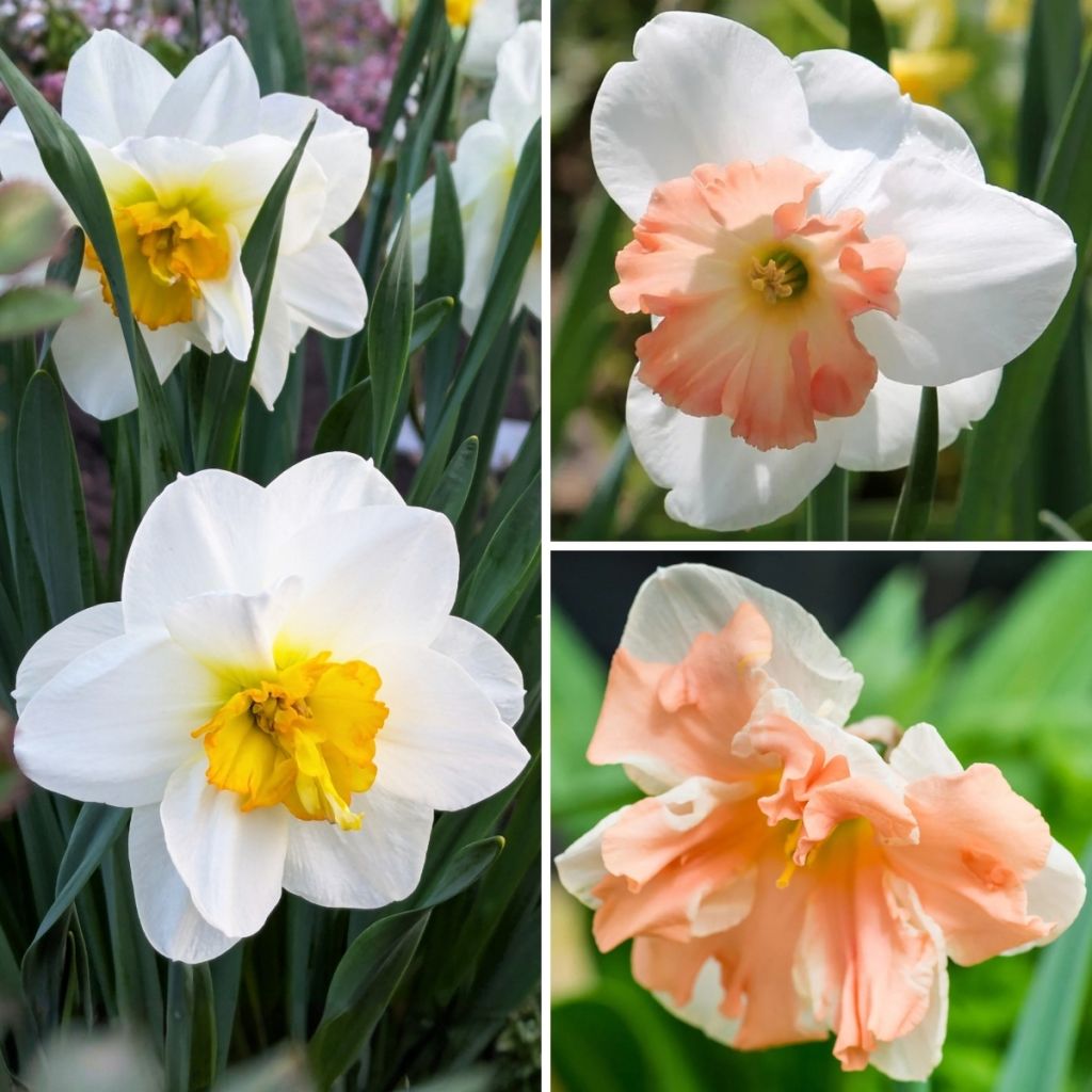 Collection Narcisses Papillons