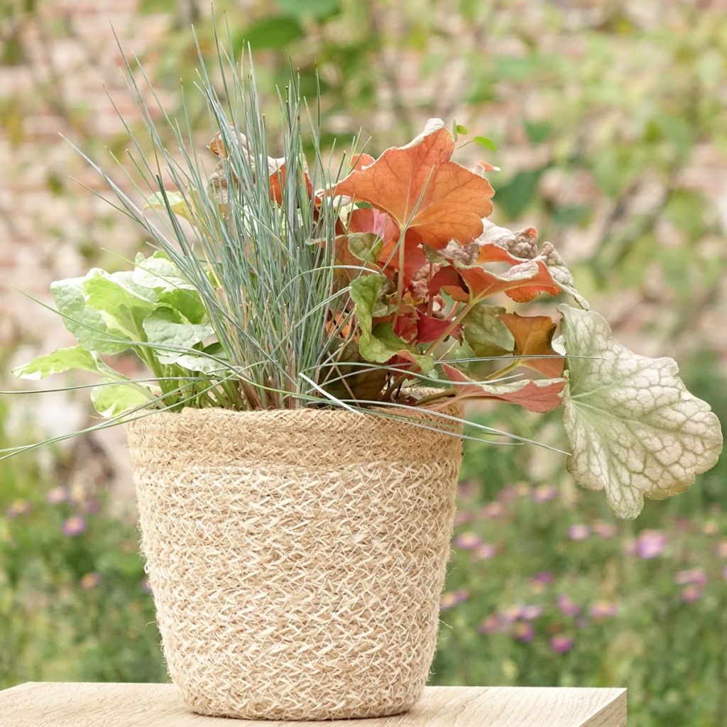 Composition Sunkissed - composition de 4 plantes