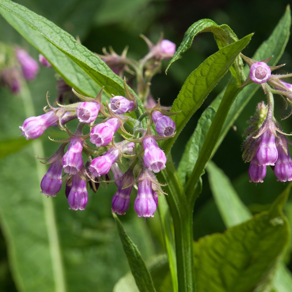 Consoude officinale - Symphytum officinale