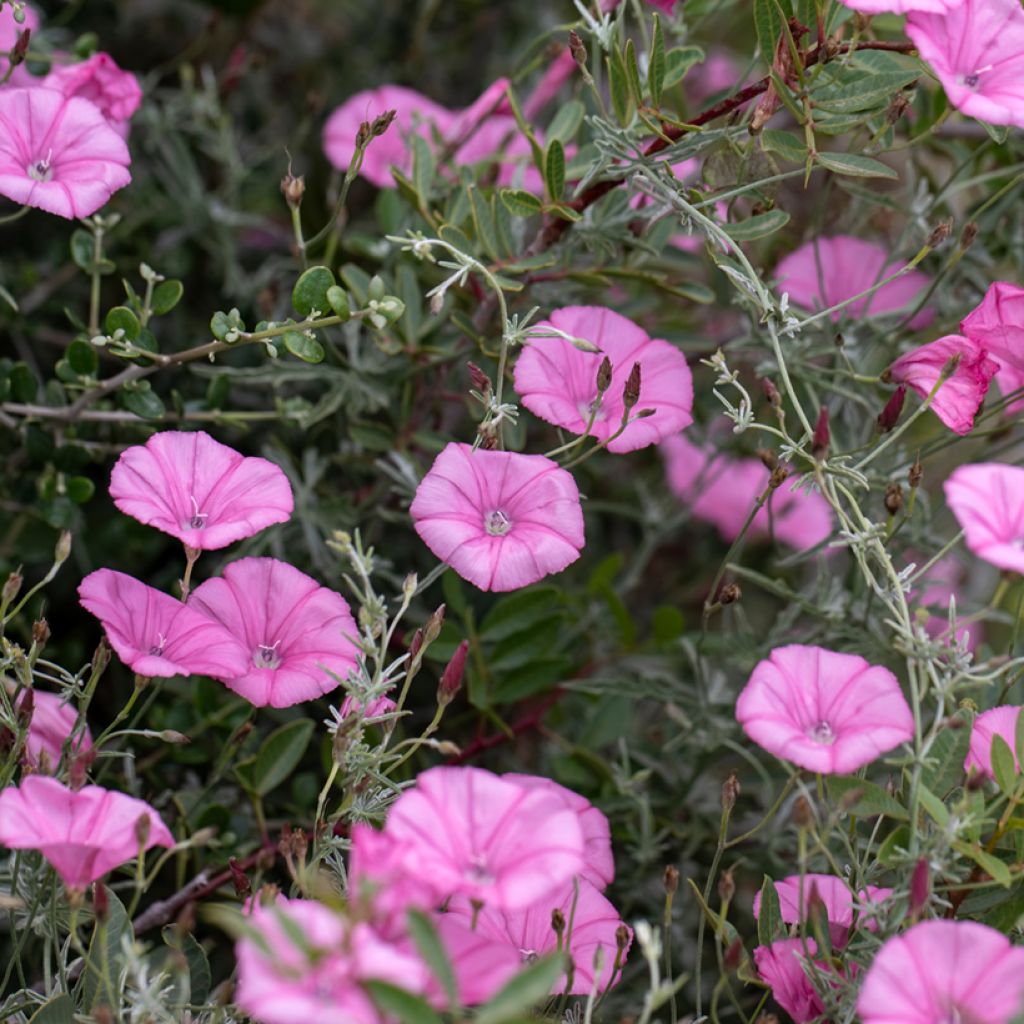 Convolvulus althaeoides - Liseron de Provence