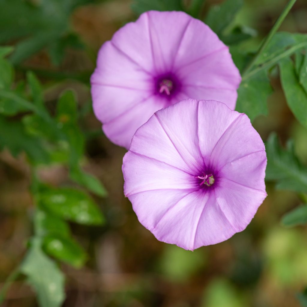 Convolvulus althaeoides - Liseron de Provence