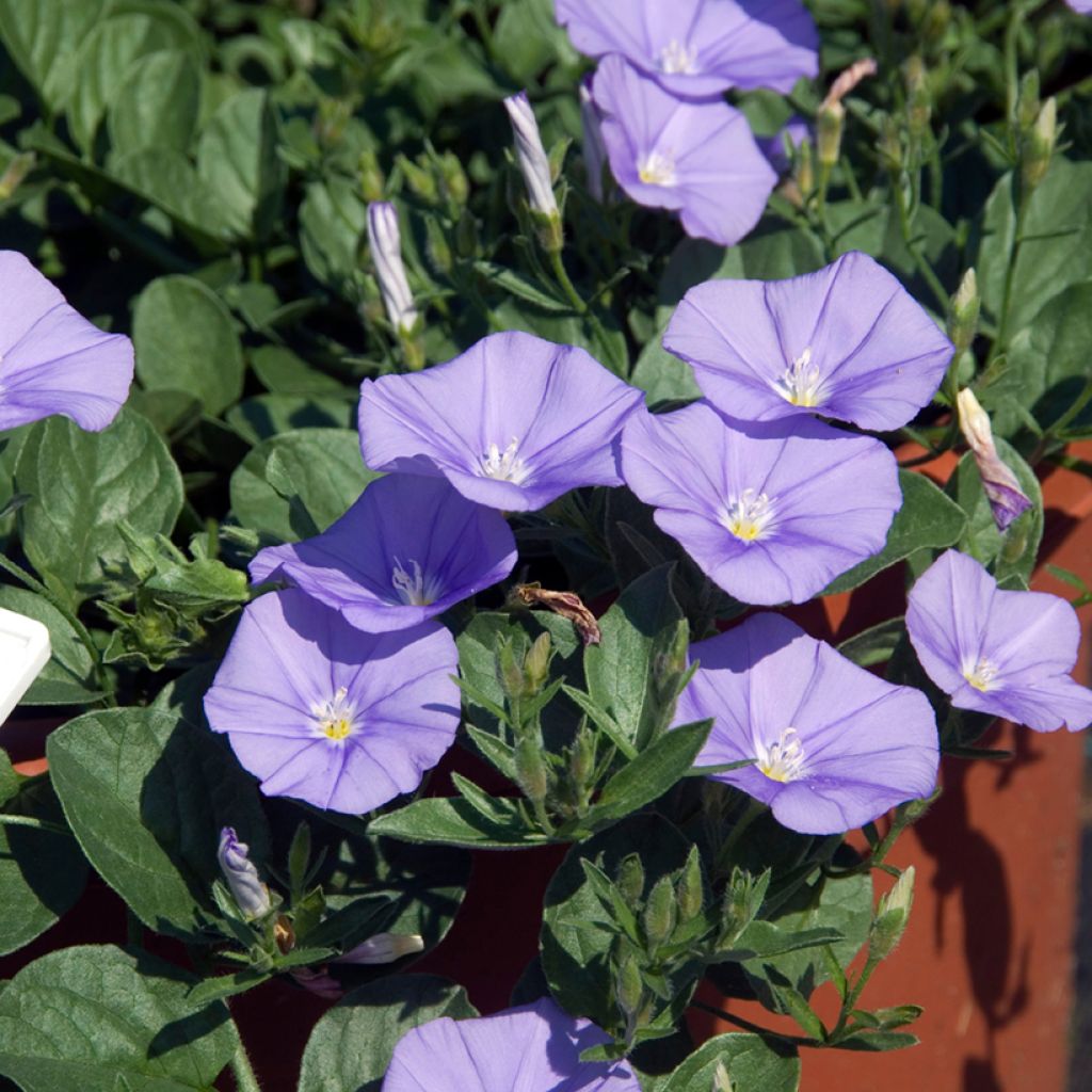 Convolvulus sabatius - Liseron de Mauritanie