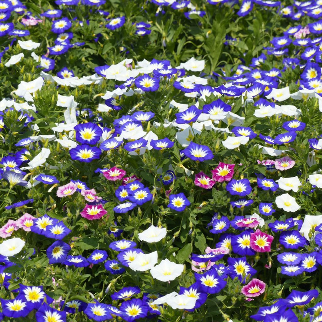 Graines de Belle de Jour Royal Ensign en mélange