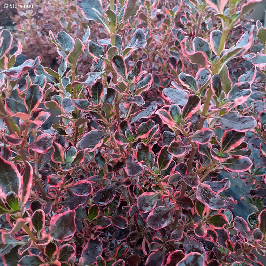 Coprosma repens Eclipse
