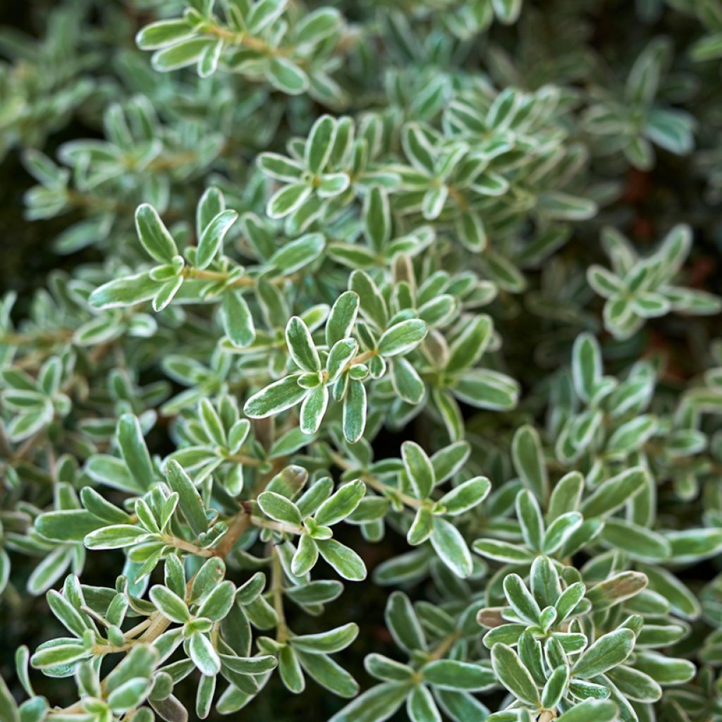 Coprosma x kirkii Variegata