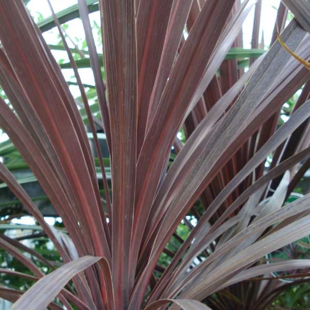 Cordyline australis Red Star