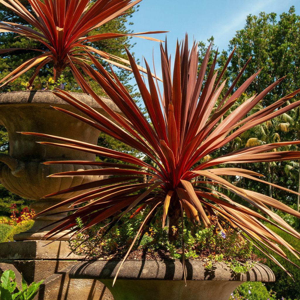 Cordyline australis Red Star