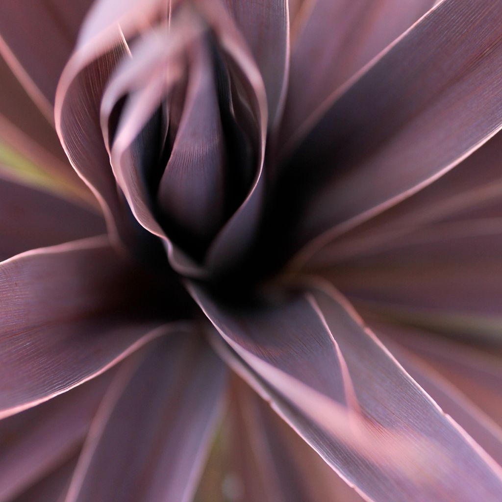 Cordyline australis Red Star
