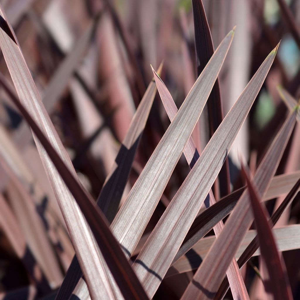 Cordyline australis Red Star