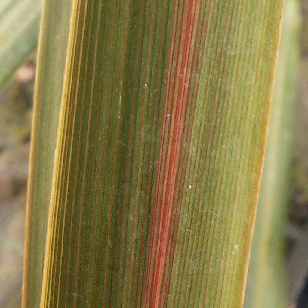 Cordyline australis Sundance