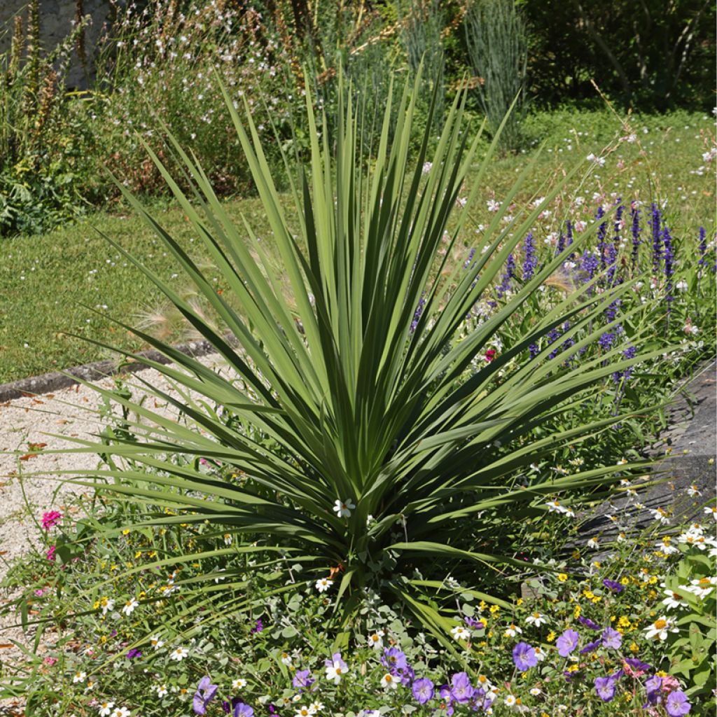 Cordyline indivisa