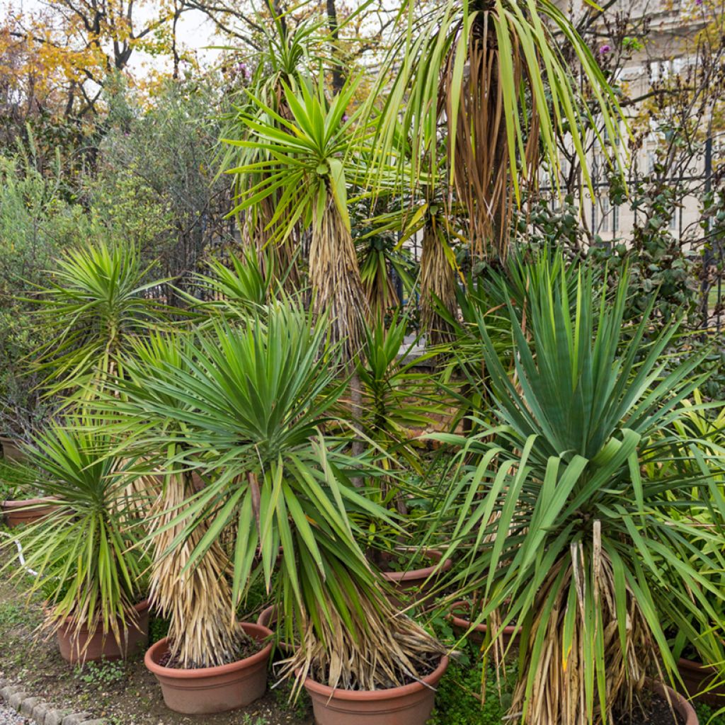 Cordyline indivisa