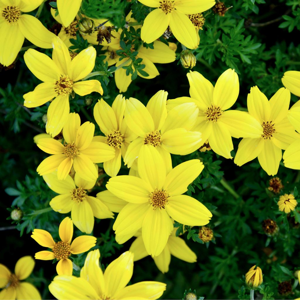 Coreopsis Citrine