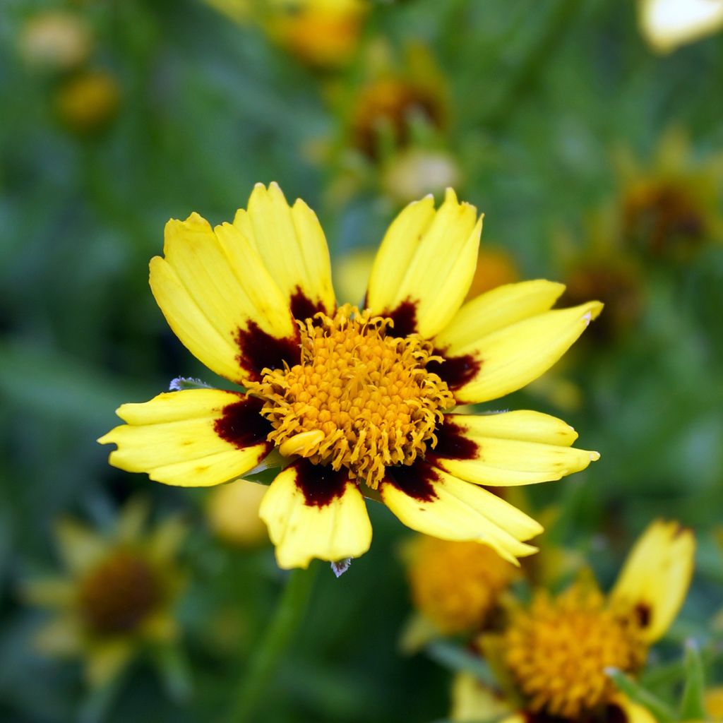 Coreopsis Cosmic Eye