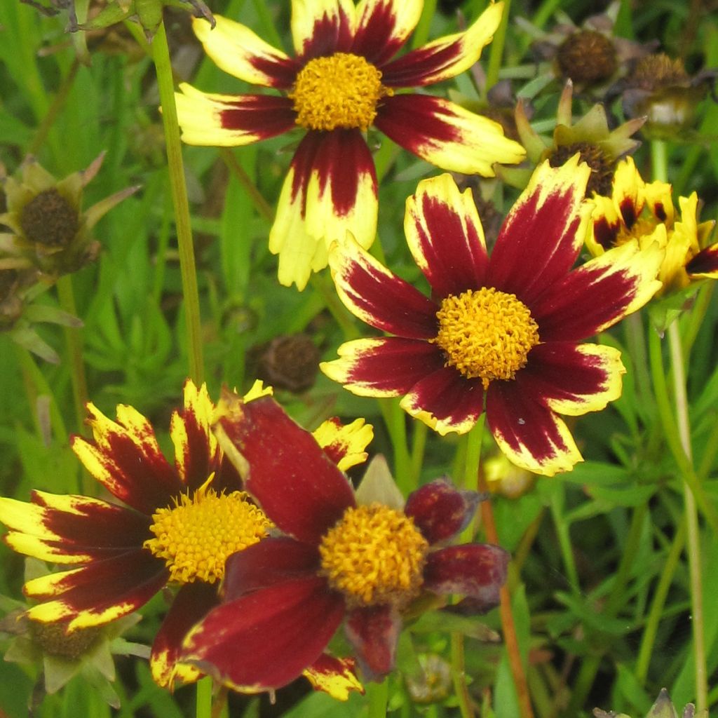 Coreopsis Cosmic Eye - Coréopsis bordeaux et jaune d'or