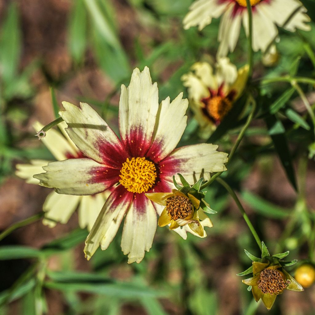 Coreopsis Redshift