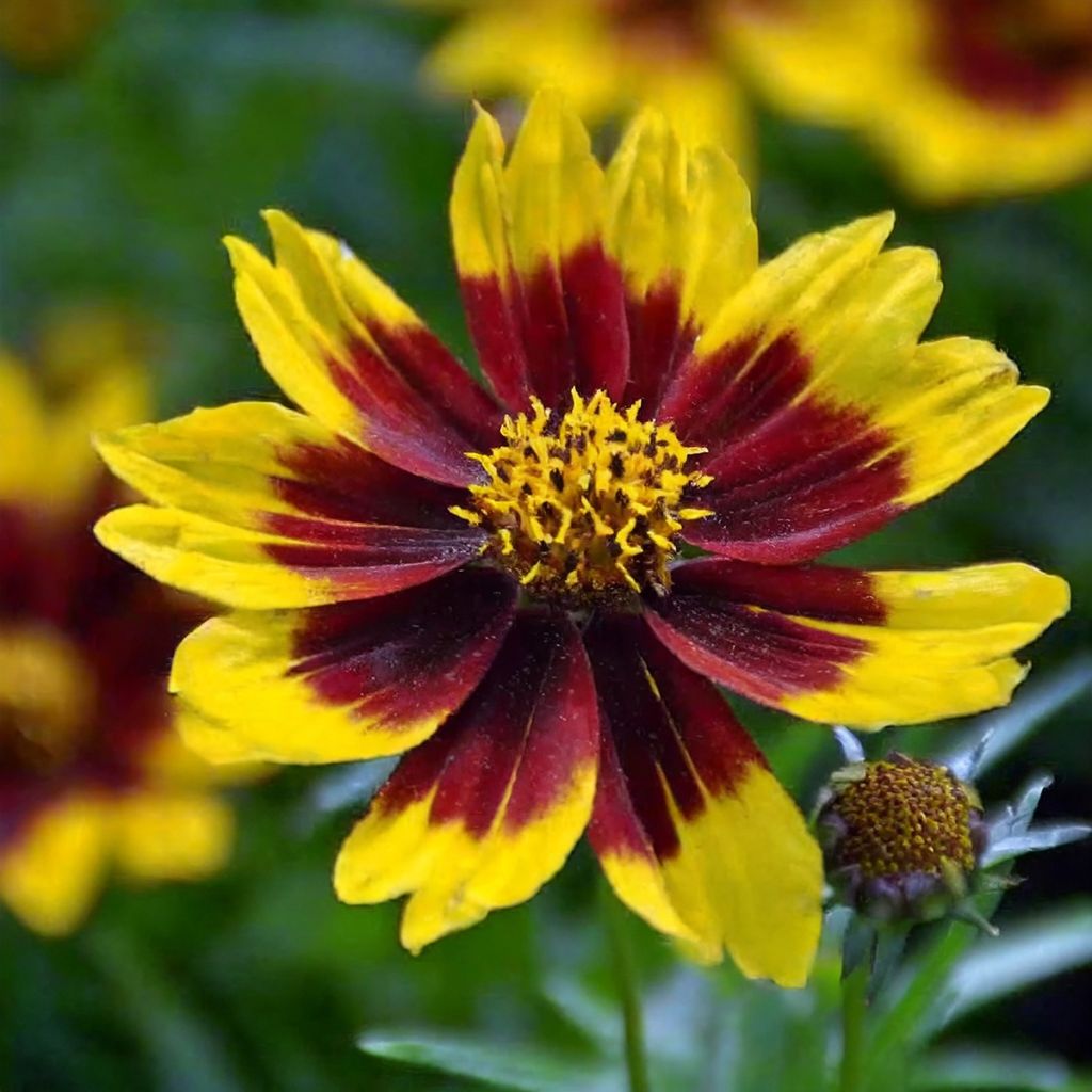 Coreopsis grandiflora Golden Stardust