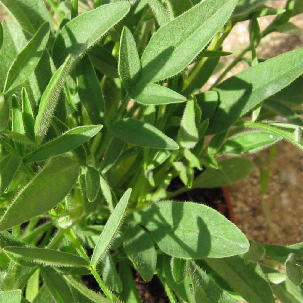 Coreopsis grandiflora Louis d'Or - Coréopsis à grandes fleurs doubles