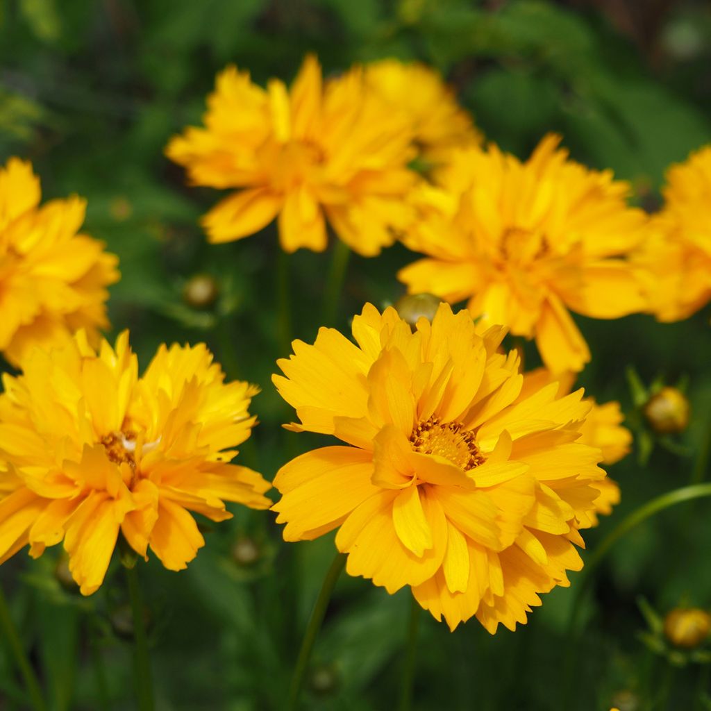 Coreopsis grandiflora Sunray - Coréopsis à grandes fleurs