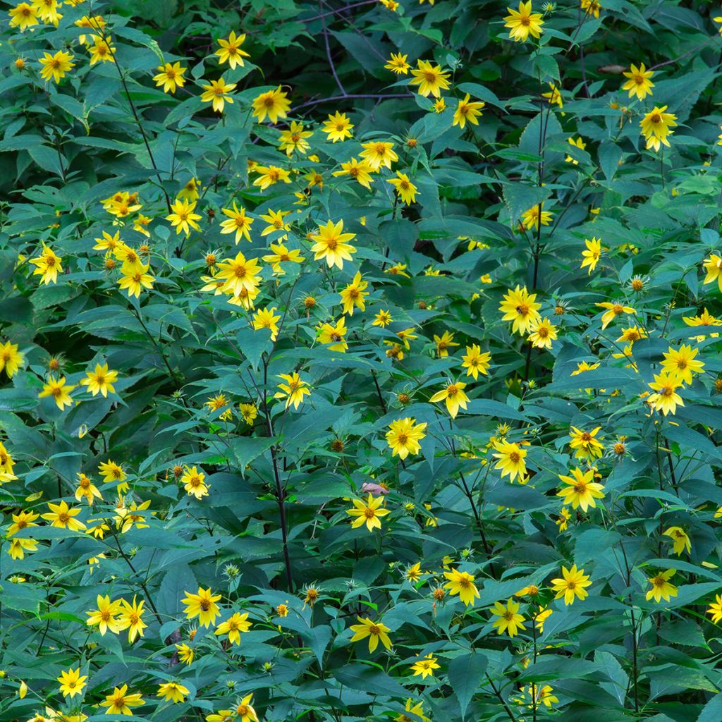 Coreopsis major