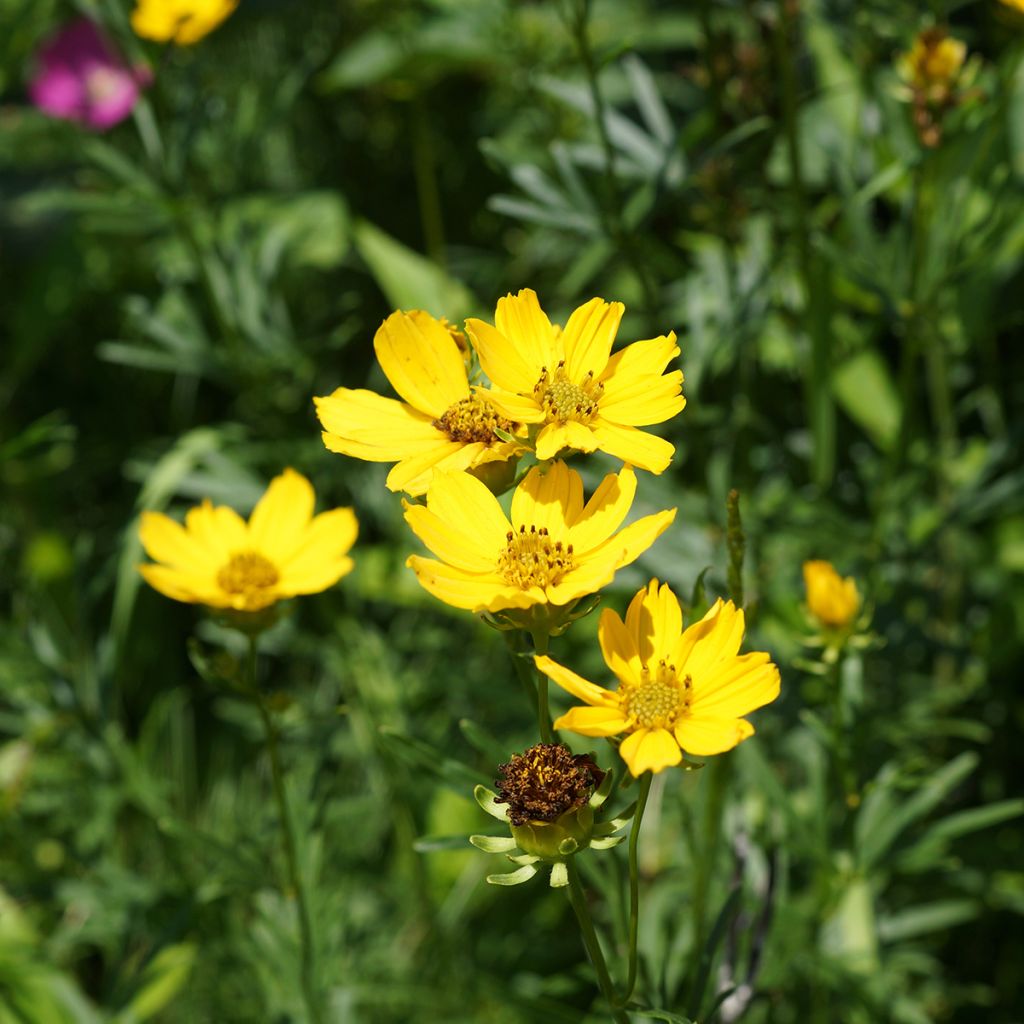 Coreopsis palmata